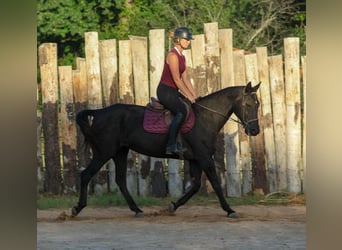 Quarter horse américain, Jument, 14 Ans, Noir