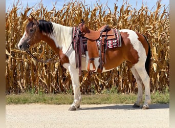 Quarter horse américain, Jument, 14 Ans, Pinto