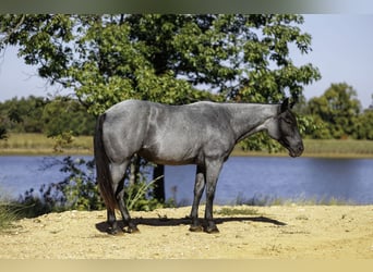 Quarter horse américain, Jument, 14 Ans, Rouan Bleu