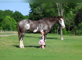 Quarter horse américain, Jument, 15 Ans, 142 cm, Pinto