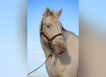 Quarter horse américain, Jument, 15 Ans, 147 cm, Cremello