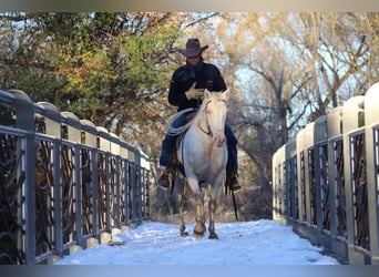 Quarter horse américain, Jument, 15 Ans, 147 cm, Cremello