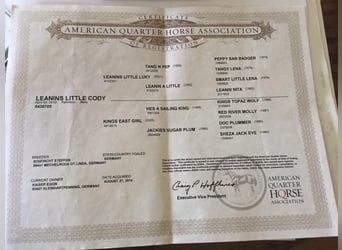 Quarter horse américain, Jument, 15 Ans, 148 cm, Palomino