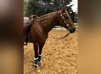 Quarter horse américain, Jument, 15 Ans, 150 cm, Alezan