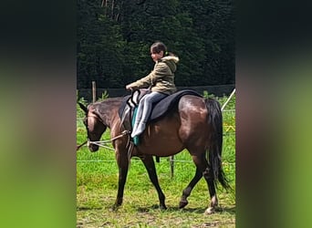 Quarter horse américain, Jument, 15 Ans, 150 cm, Bai