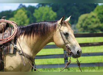 Quarter horse américain, Jument, 15 Ans, 150 cm, Buckskin