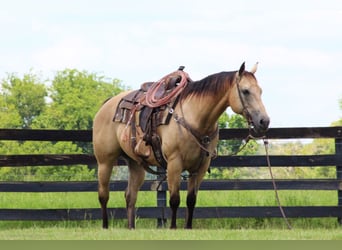 Quarter horse américain, Jument, 15 Ans, 150 cm, Buckskin