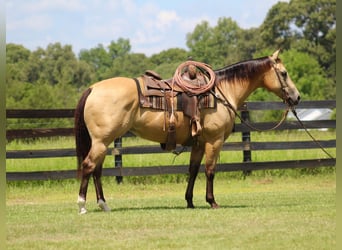 Quarter horse américain, Jument, 15 Ans, 150 cm, Buckskin