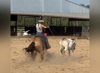 Quarter horse américain, Jument, 15 Ans, 150 cm, Buckskin