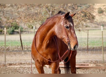 Quarter horse américain, Jument, 15 Ans, 150 cm, Roan-Bay