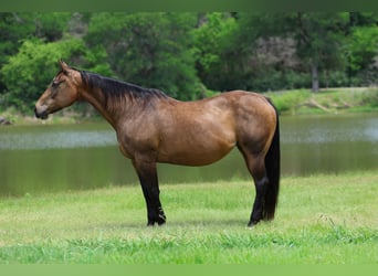 Quarter horse américain, Jument, 15 Ans, 152 cm, Bai cerise