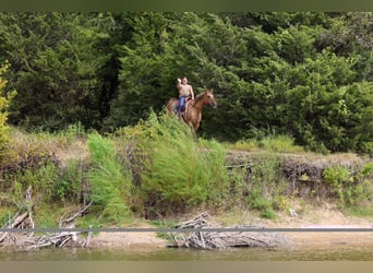 Quarter horse américain, Jument, 15 Ans, 152 cm, Isabelle
