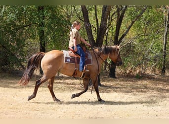 Quarter horse américain, Jument, 15 Ans, 152 cm, Isabelle