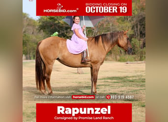 Quarter horse américain, Jument, 15 Ans, 152 cm, Isabelle