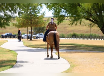 Quarter horse américain, Jument, 15 Ans, 152 cm, Isabelle