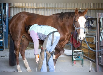 Quarter horse américain, Jument, 15 Ans, 153 cm, Alezan brûlé