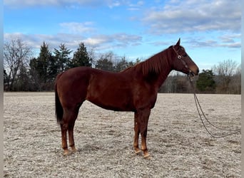 Quarter horse américain, Jument, 15 Ans, 155 cm, Alezan brûlé