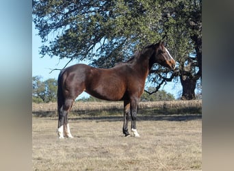 Quarter horse américain, Jument, 15 Ans, 155 cm, Bai cerise