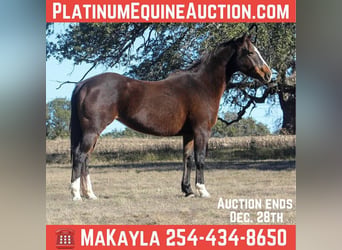 Quarter horse américain, Jument, 15 Ans, 155 cm, Bai cerise