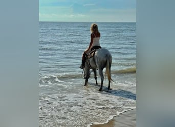 Quarter horse américain, Jument, 15 Ans, 155 cm, Gris