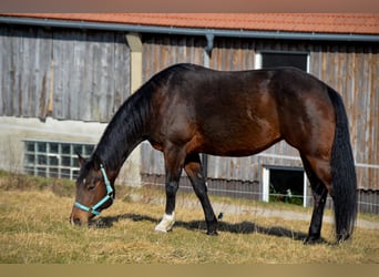 Quarter horse américain, Jument, 15 Ans, 156 cm, Bai