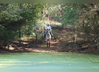 Quarter horse américain, Jument, 15 Ans, Buckskin