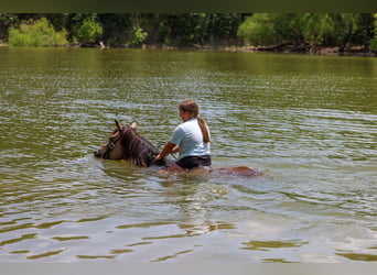 Quarter horse américain, Jument, 15 Ans, Buckskin