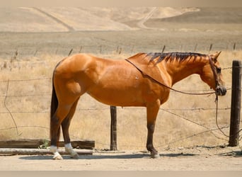Quarter horse américain, Jument, 15 Ans, Buckskin