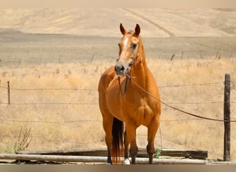 Quarter horse américain, Jument, 15 Ans, Buckskin