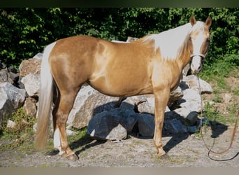 Quarter horse américain, Jument, 15 Ans, Palomino