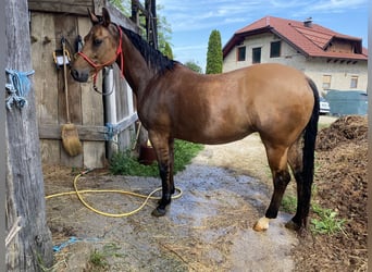 Quarter horse américain, Jument, 16 Ans, 147 cm, Buckskin
