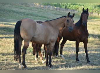 Quarter horse américain, Jument, 16 Ans, 147 cm, Buckskin