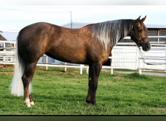 Quarter horse américain, Jument, 16 Ans, 147 cm, Palomino