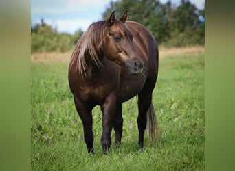 Quarter horse américain, Jument, 16 Ans, 147 cm, Palomino