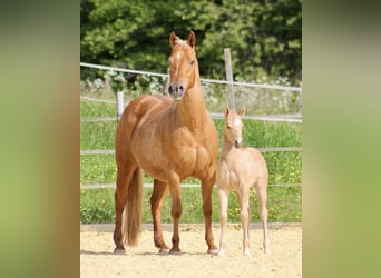Quarter horse américain, Jument, 16 Ans, 148 cm, Palomino