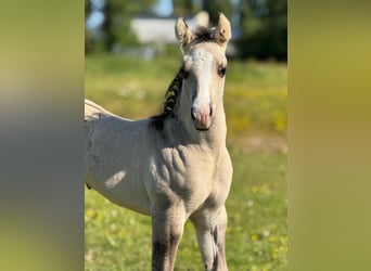 Quarter horse américain, Jument, 16 Ans, 150 cm, Bai brun foncé