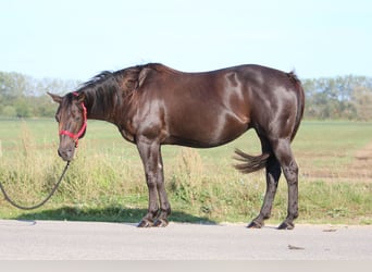 Quarter horse américain, Jument, 16 Ans, 150 cm, Bai brun foncé