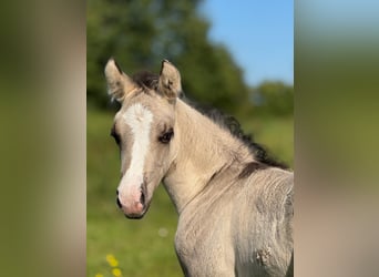 Quarter horse américain, Jument, 16 Ans, 150 cm, Bai brun foncé