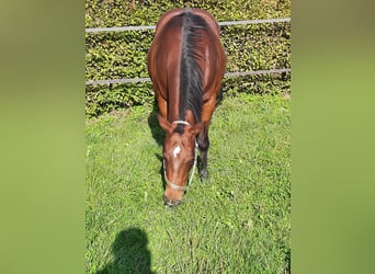 Quarter horse américain, Jument, 16 Ans, 150 cm, Bai Quarter horse américain, Jument, 16 Ans, 150 cm, Bai