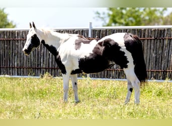 Quarter horse américain, Jument, 16 Ans, 150 cm, Tobiano-toutes couleurs