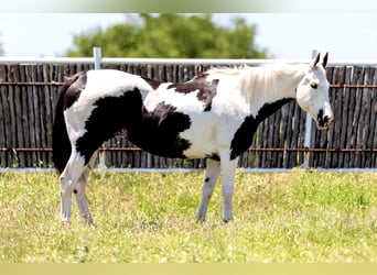Quarter horse américain, Jument, 16 Ans, 150 cm, Tobiano-toutes couleurs