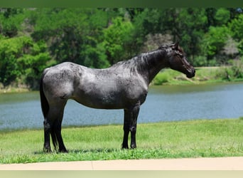 Quarter horse américain, Jument, 16 Ans, 152 cm, Rouan Bleu