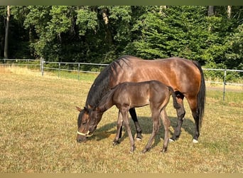 Quarter horse américain, Jument, 16 Ans, 154 cm, Bai