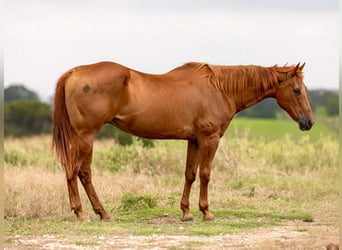 Quarter horse américain, Jument, 16 Ans, 155 cm, Alezan cuivré
