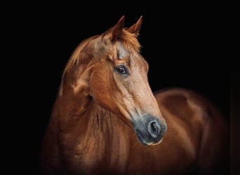 Quarter horse américain, Jument, 16 Ans, 155 cm, Alezan cuivré
