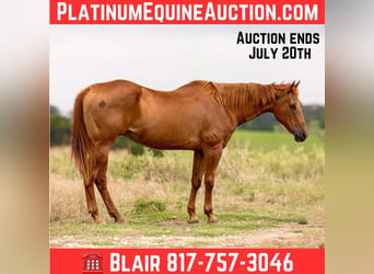 Quarter horse américain, Jument, 16 Ans, 155 cm, Alezan cuivré
