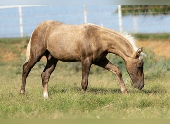 Quarter horse américain, Jument, 16 Ans, Alezan brûlé