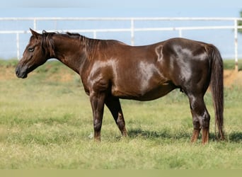 Quarter horse américain, Jument, 16 Ans, Alezan brûlé