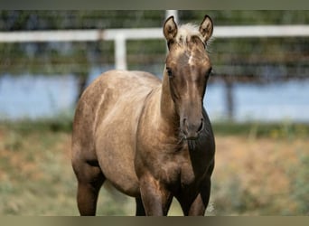Quarter horse américain, Jument, 16 Ans, Alezan brûlé
