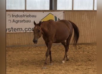 Quarter horse américain, Jument, 16 Ans, Alezan